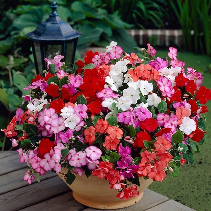 KIRA SEEDS - Seeds Busy Lizzie Mix Balsam - Impatiens walleriana - Perennial Flowers for Planting - GMO Free