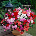 KIRA SEEDS - Seeds Busy Lizzie Mix Balsam - Impatiens walleriana - Perennial Flowers for Planting - GMO Free