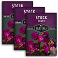 Stock Flower Seeds for Planting - Matthiola Incana Hoary Stock, Fragrant Cut Flower Garden, Vintage Harmony Mix, Non-GMO Heirloom - Survival Garden Seeds (3 Packs)