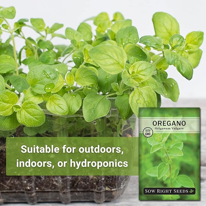 Sow Right Seeds - Oregano Seed for Planting - Non-GMO Heirloom- Instructions to Plant and Grow a Kitchen Herb Garden - Indoor or Outdoor - Gardening Gift - Produces Flavorful Leaves for Seasoning (4)