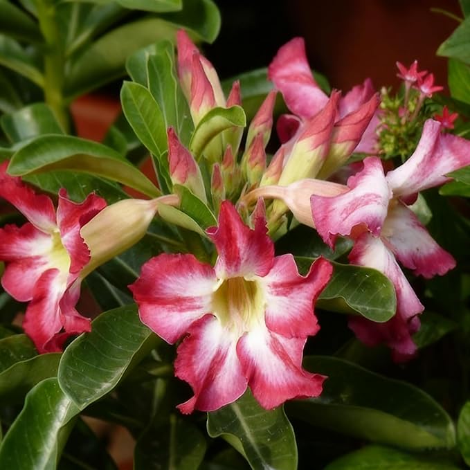 Desert Rose Seed for Planting, 100 Mixed Adenium Somalense Seeds, Shrub Flower Plants, Non-GMO Heirloom Desert Rose for Garden Outdoor