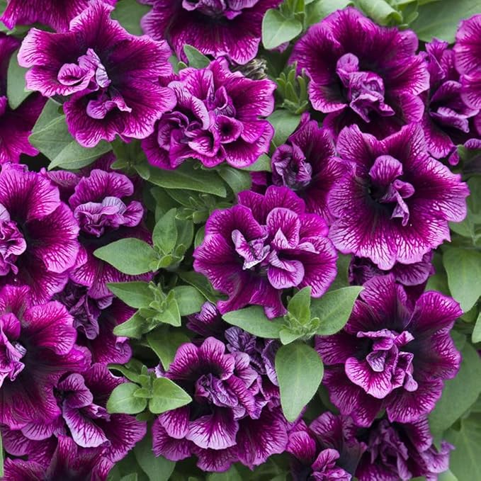 320+Perennial Mixed Petunia Flower Seeds for Planting Outdoor Non-GMO Heirloom