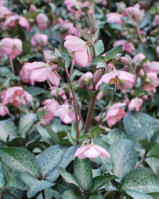 Perennial Farm Helleborus Frostkiss® Dorothy's Dawn® No. 1