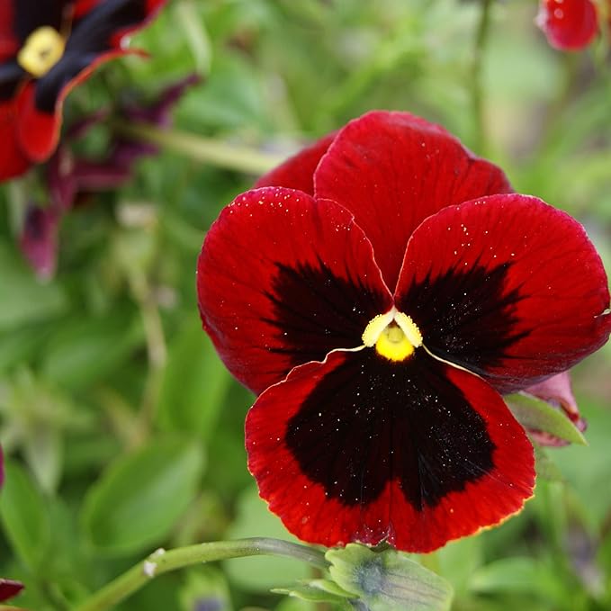 Outsidepride Red Alpenglow Viola Pansy Seeds for Planting - 1,000 Pcs. Biennials, Trailing, Cold-Hardy & Pollinator Friendly Flowers with Fragrant Blooms for Garden Beds, Borders & Container Displays