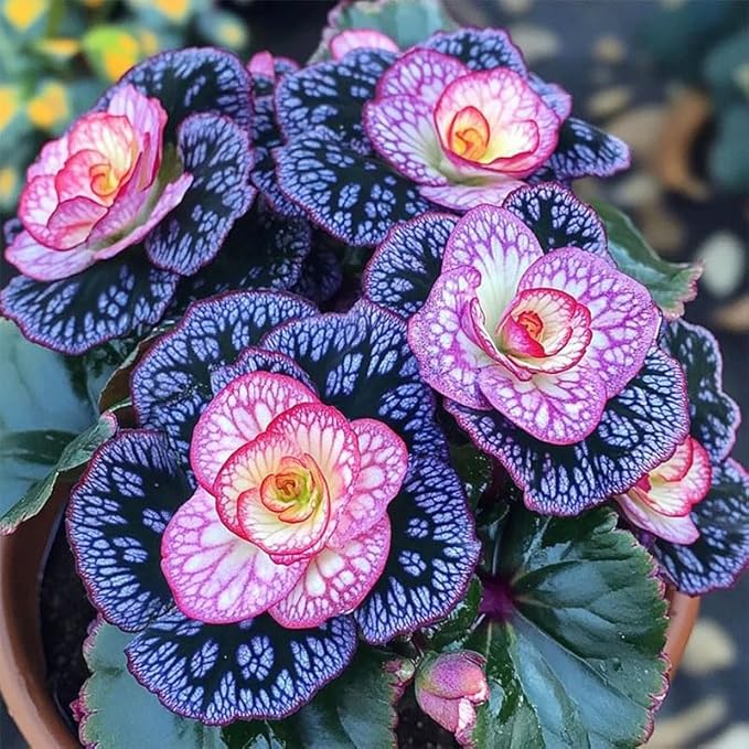 120+ Mix Begonia Seeds for Planting-Non-GMO Heirloom Plant Seeds Garden Outdoor