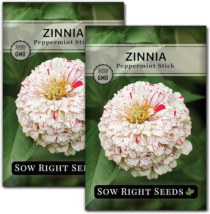 Sow Right Seeds - Peppermint Stick Zinnia Seeds for Planting - Non-GMO Heirloom Packet to Plant & Grow an Outdoor Home Flower Garden - Beautiful, Giant Double Blooms to Cut and Come Again - Annual (2)