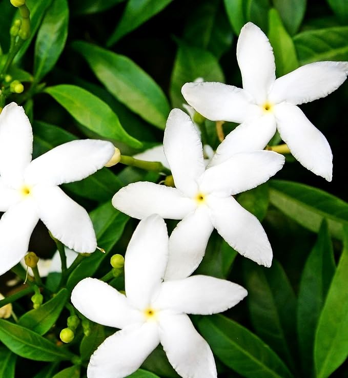 5g pcs Climbing Jasmine Flower Seeds Fragrant Plant for Planting Garden Home Four Seasons Evergreen Silver Jasmine Garden Balcony Climbing Non-GMO