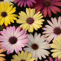 Outsidepride Grand Canyon Mix Osteospermum African Daisy Seeds - 10 Pcs. Perennial Flower Seeds for Planting Outdoors with Long-Lasting Blooms, Drought-Tolerant, Easy to Grow for Sunny Garden & Border