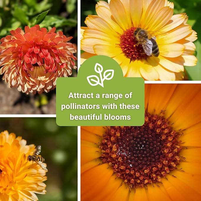 Sow Right Seeds - Pink Surprise Calendula Seeds for Planting - Gorgeous Garden Flowers - Guaranteed to Grow - Non-GMO Heirloom Variety - Ideal for Outdoor Gardening and Pollinator Attraction (1)