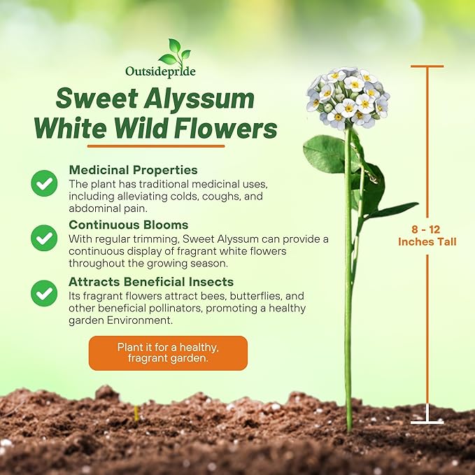 Outsidepride Perennial Sweet Alyssum Seeds - 5,000 Pieces White Lobularia Maritima Seeds for Ground Cover, Pollinator-Friendly Gardens, Drought-Tolerant Landscaping, Easy-to-Grow in USDA Zones 7-9