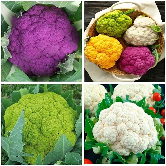 CEMEHA SEEDS - Seeds Cauliflower Cabbage Mix Non GMO Vegetable for Planting