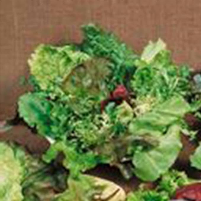 Mixed Lettuce Greens Garden Seeds - Mesclun Mixture - 1 Oz ~25,000 Seeds - Non-GMO, Heirloom Vegetable Gardening & Microgreens Mix