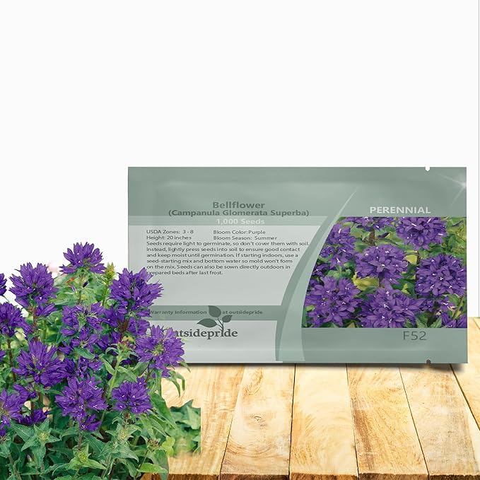 Outsidepride Superba Bellflower Seeds for Planting - 1000 Pcs Perennial Mat-Forming Flower Seeds with Bell Shaped Blooms & Low Growth Habit for Edging Pollinator Gardens, Containers, & Borders