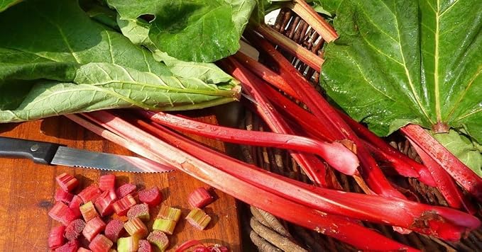 Rhubarb 'Victoria' Seeds – Perennial Vegetable (Rheum × hybridum) | Heirloom Variety, Tart Flavor, Cold-Hardy & Heavy-Yielding