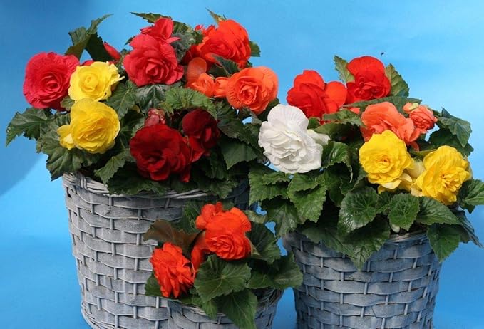 Seeds Wax Begonia Mix Large Flower Indoor Garden Beautiful Flowers Perennial for Planting Non GMO