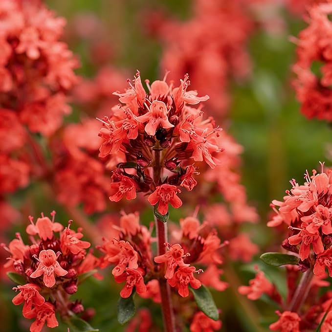 Red Creeping Thyme Ground Cover Flower Seeds for Planting, 20000+pcs Perennial Red Creeping Wild Thymus Seeds, Non-GMO Heirloom Wild Thymus Serpyllum Flower Plants for Home Garden Outdoors