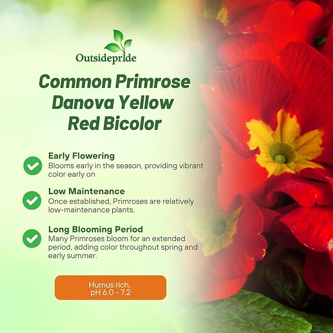 Outsidepride Danova Yellow Red Common Primrose Seeds - 25 Pcs Annual, Hardy, Easy to Grow & Low Maintenance Flower Seeds for Planting Vibrant Soft Blooms, for Containers, Borders & Erosion Control