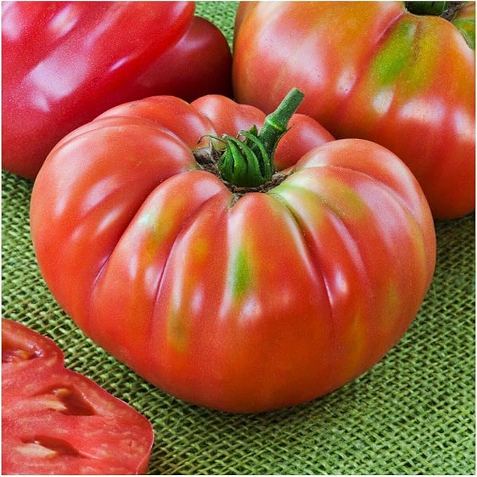 CEMEHA SEEDS - Seeds Giant Beefsteak Tomato Bear Paw Indeterminate Non GMO Vegetable for Planting