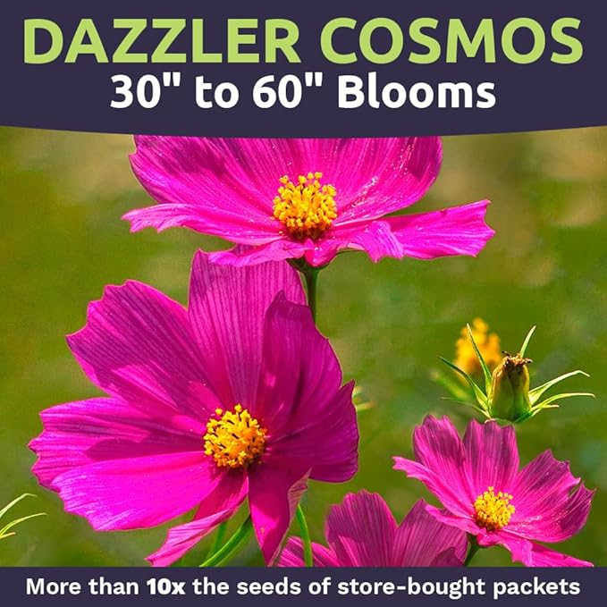 Dazzler Cosmos Wildflower Seeds - Extra Large 1 Ounce Packet - Over 5,000 Fresh Open Pollinated Non-GMO Flower Seeds - Stunning Bright Petals - Drought Tollerant