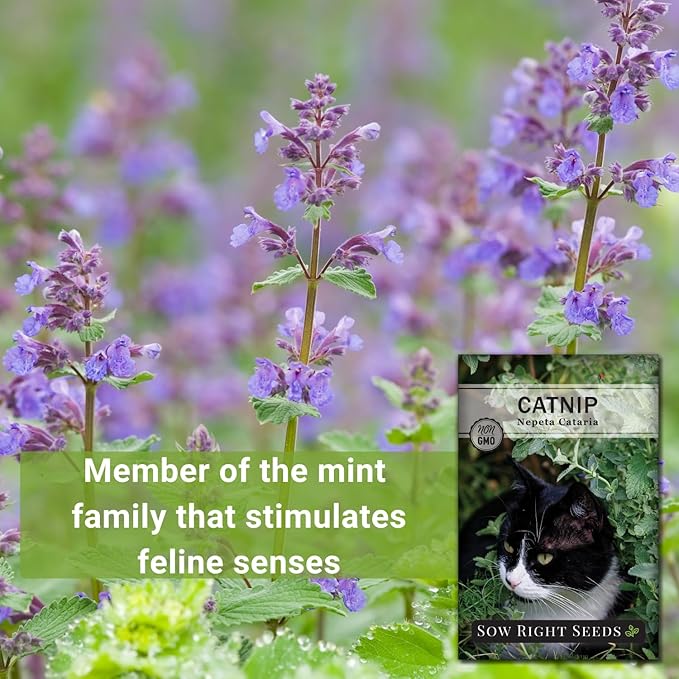 Sow Right Seeds - Catnip Seed for Planting - Popular Herb for Happy Cats - Non-GMO Heirloom Packet with Instructions to Plant and Grow - A Gift for The Cat Lover - Perennial Herb Indoors (4)