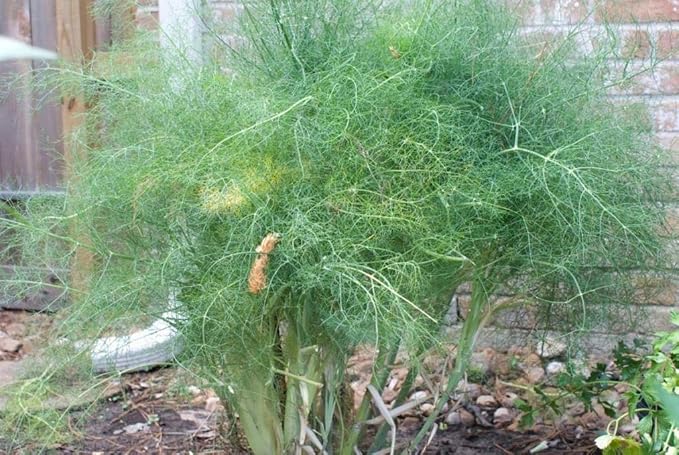NIKA SEEDS - Seeds Herb Dill Bush Giant 30 Days Green - 2000 Seeds