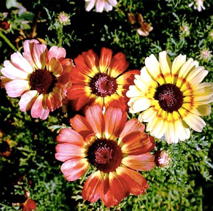 Fall Blooming Mix of Wildflowers