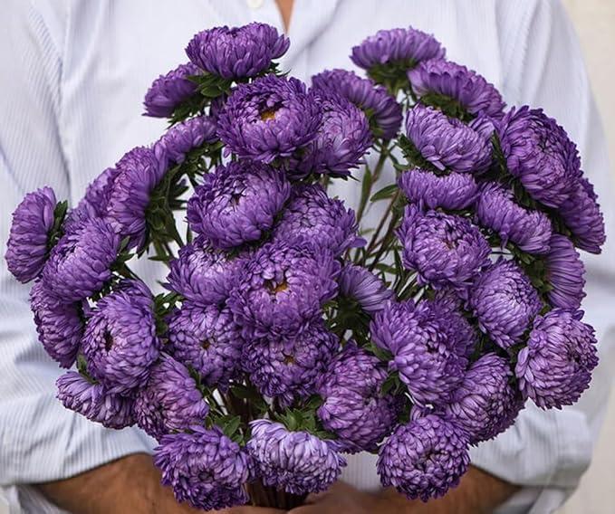 50pcs Purple Aster Flowers Seeds Gremlin Lavender Tall Double Heirloom Flower Easy to Plant Non-GM