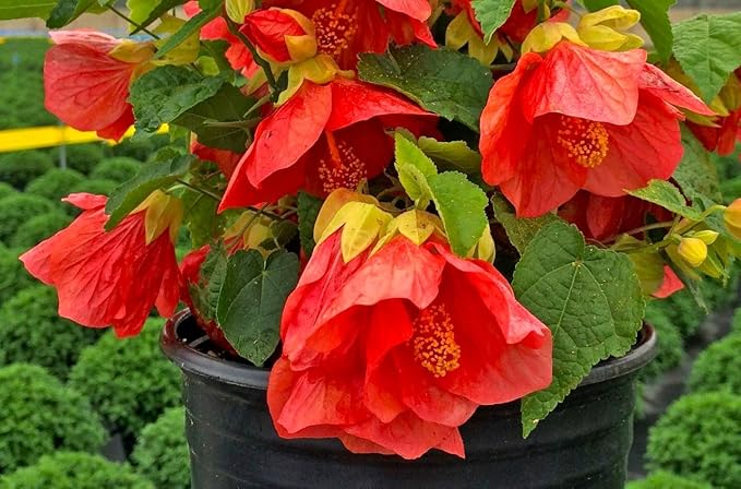 Seeds Abutilon Seeds Mix 50 Seeds for Planting Flowers Indian Mallow Flowering Maple