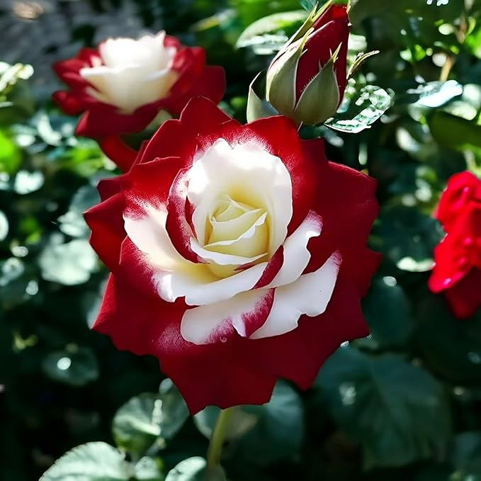 10pcs Rare Twin Red White Rose Seeds - Heirloom Non-GMO Flower Seeds for Captivating Garden Blooms - Includes Planting Instructions, Perfect for Spring and Fall Planting, Great Gardening Gift