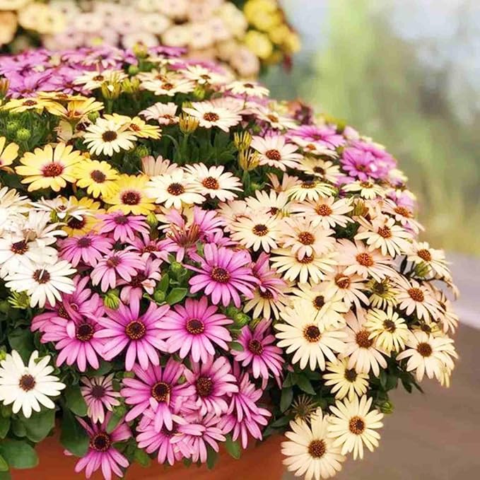 50pcs South African Marigold Seeds – Vibrant Orange & Yellow Blooms Annual Flower Seeds for Garden Beds & Pots – Ideal for Summer Decor & Gift Gardening