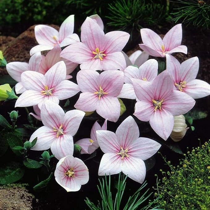 Seeds Pink Balloon Flower Platycodon Chinese Bellflower Perennial Flowers