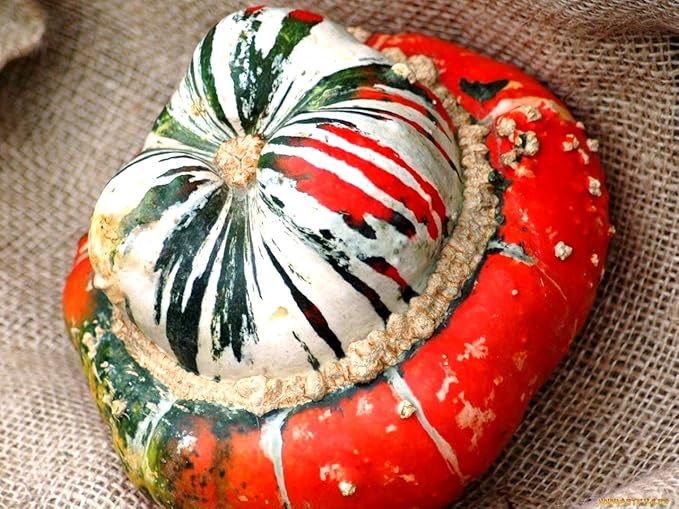 Seeds Ornamental Pumpkin Turk's Turban 10+ Seeds for Growing Decorative and Edible Non-GMO Annual Plant