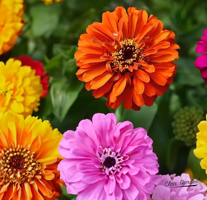 Zinnia Seeds - California Giants Mix - 1000 Seeds - Mixed Colors and Large Blooms, Heirloom Non-GMO USA Grown, Excellent for Pollinators, Annual - Vibrant Flowers for Any Home Garden