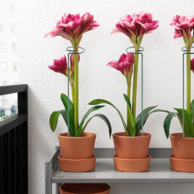 HiGift 5 Pack Plant Support Stakes, Garden Single Stem Flower Support Stick Metal Amaryllis Plant Cage Support Rings with 10pcs Plant Clips for Orchid Lily Peony Rose Stem (40 cm/16 inch Long)