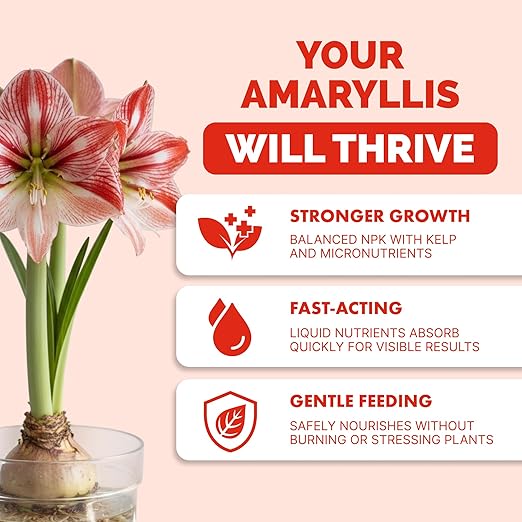 Amaryllis Fertilizer – Liquid Plant Food for Bigger Blooms, Stronger Bulb Development & Vibrant Flower Color, 8 oz