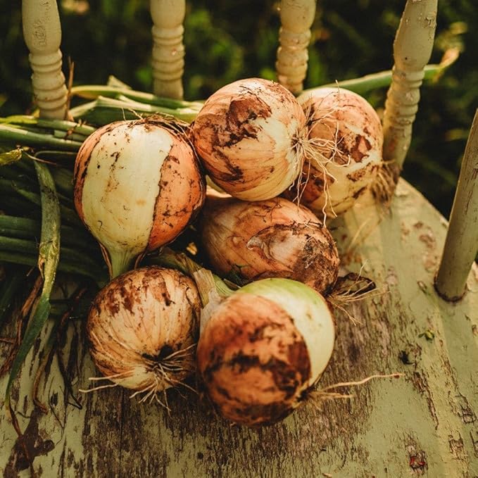 Walla Walla Onion - 50 Seeds - Large Heirloom Yellow Onion Variety, Giant Sweet Onions Reach up to 2lb, Non-GMO Heirloom Onion Seeds for Planting in The Home Garden, Thresh Seed Company