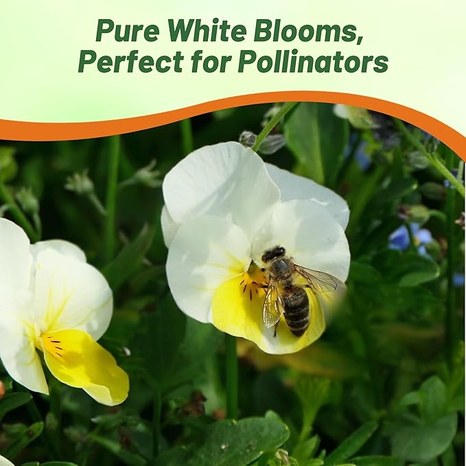 Outsidepride White Perfection Viola Pansy Seeds for Planting - 2000 Pcs. Perennial, Cold-Hardy & Pollinator Friendly Flowers with Fragrant Blooms for Garden Beds, Borders & Container Displays