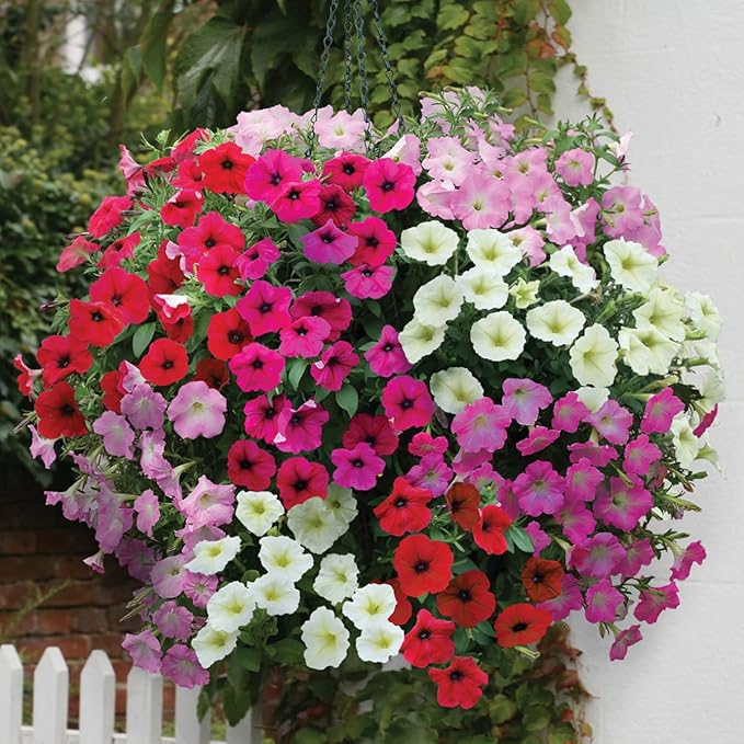KIRA SEEDS - Seeds Petunia Triumph Rainbow Mix - Annual Flowers for Planting - GMO Free