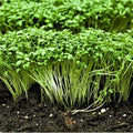 Curled Cress Plant Seeds - 100 Count Seed Pack - A Rather Fast-Growing, Edible herb. - Country Creek LLC