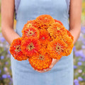Eden Brothers Zinnia Seeds - Benary Giant Orange