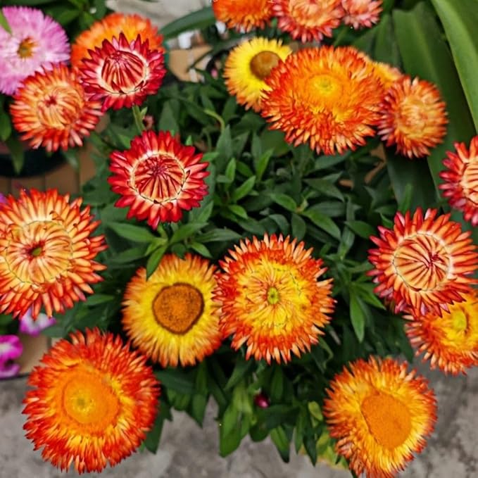 2500 Non-GMO Strawflower Seeds - Heirloom Low-Maintenance Flowers, High Germination & Pest-Resistant, Perfect for Pots