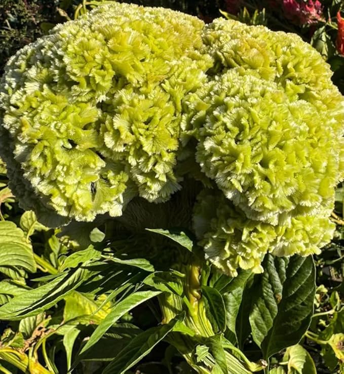 100PCS Cristata Celosia Seeds Mixed Color Annual Cockscomb Seeds Argentea Flower Home Garden