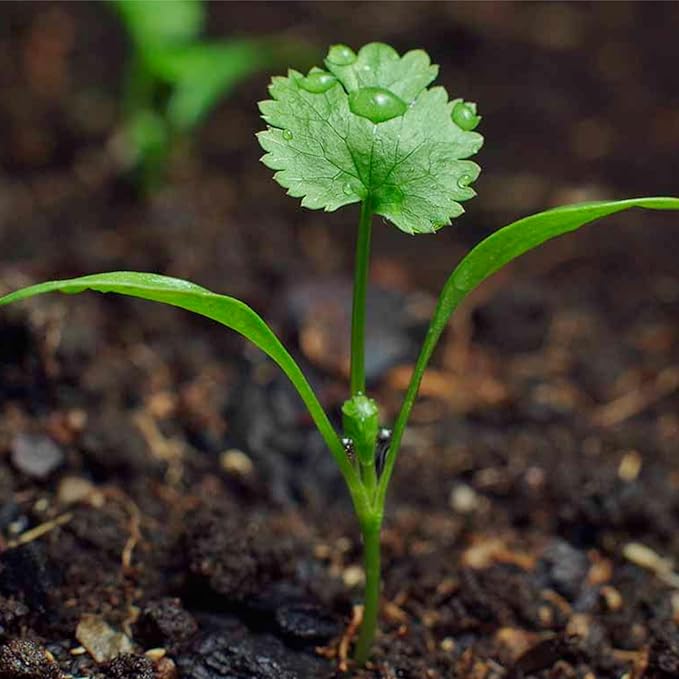 Seed Needs Cilantro Seeds for Planting Coriander Kitchen Herbs - Non-GMO Heirloom & Untreated - Grow a Home Grown Herb Garden Indoors or Outdoors (5 Packs)