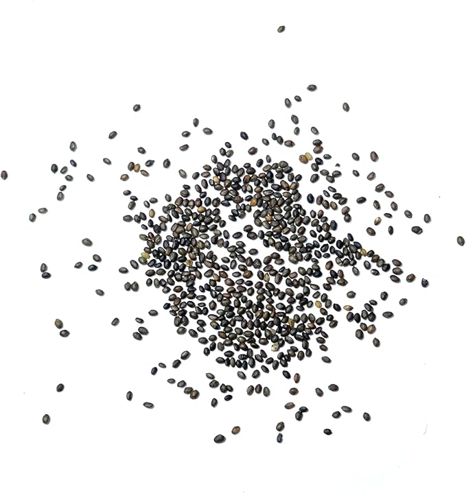 Seed Needs Summer Savory Seeds for Planting Herbs - Non-GMO Heirloom & Untreated Annual Herb Seed to Plant a Culinary Kitchen Garden Indoors or Outdoors (5 Packs)