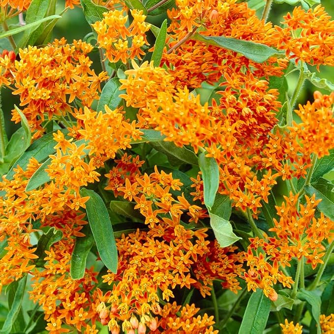 Butterfly Weed Flower - Perennial Garden Flower Root
