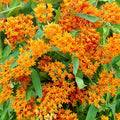 Butterfly Weed Flower - Perennial Garden Flower Root