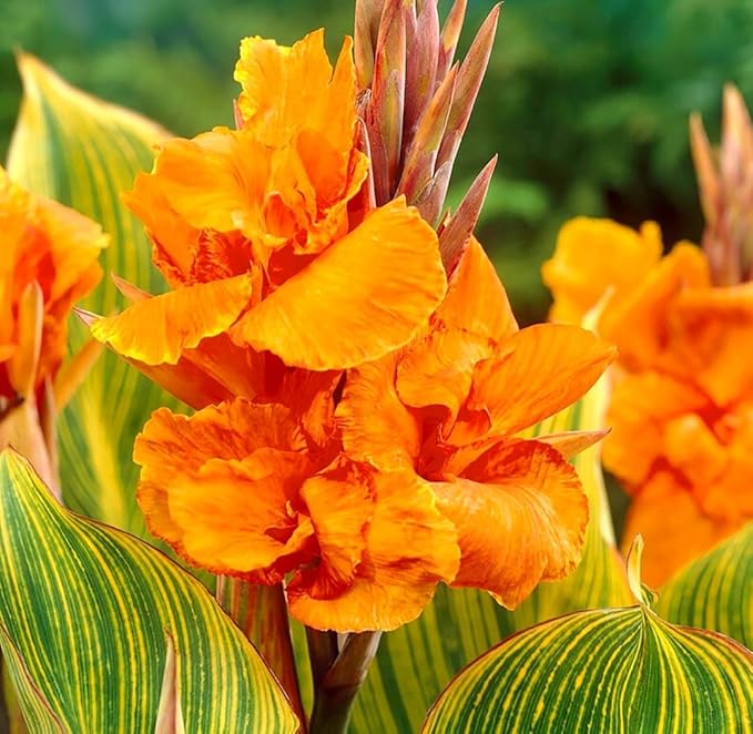 20 Canna Lily Seeds Mixed Flower Perennial Bonsai Rare Accent Plant Seeds Heirloom Canna Indica