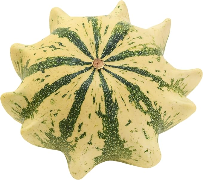 Crown of Thorns Shenot Gourd Seeds - 2 g Packet ~60 Seeds - Garden - Non-GMO, Open Pollinated Vegetable Gardening Seeds