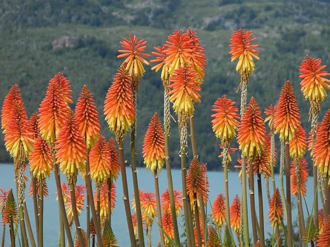Seeds Fire Dance Red Hot Poker Perennial Flowers