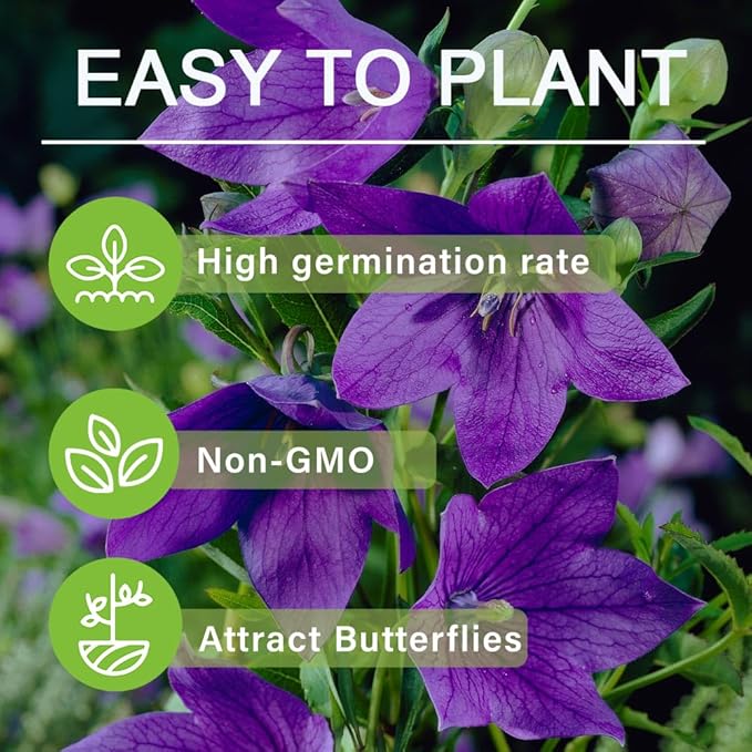 300+ Seed Platycodon Balloon Bellflower Flower Mix for Planting Outdoors Perennial Non-GMO Heirloom